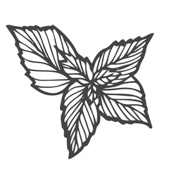 Mint. Hand drawn mint plant and leaves isolated on white. Herbal vector illustration