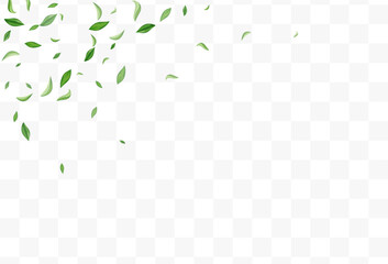 Olive Leaf Swirl Vector Transparent Background