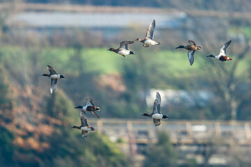 Northern Shoveler, Spatula clypeata and Eurasian Wigeon, Mareca penelope, birds in flight, Devon, England