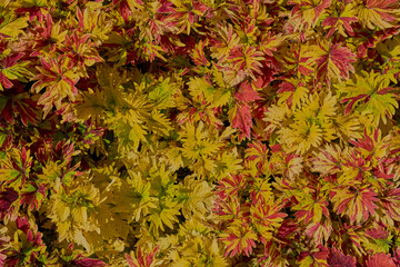 Naklejka na ściany i meble Leaves background GReen nature plant texture.