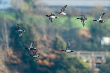 Northern Shoveler, Spatula clypeata and Eurasian Wigeon, Mareca penelope, birds in flight, Devon, England