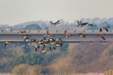 Canada Goose, Branta canadensis - Canada Geese in flight