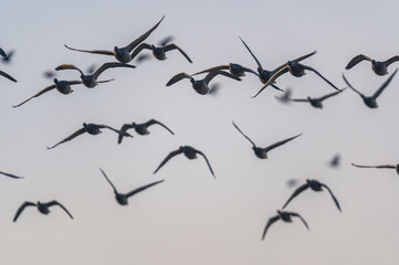 Brent Goose, Branta bernicla in flight, Devon, England