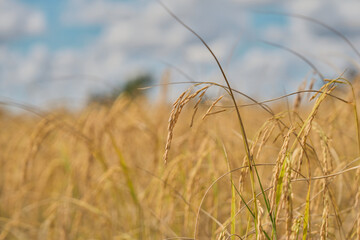 Gold color Rice field Jasmine rice in thailand