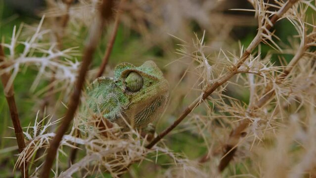 Chameleon hiding in the bushes. A graceful reptile mimics its surroundings