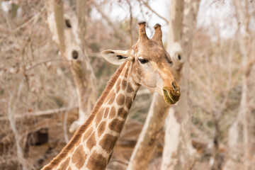 Close-up of a giraffe. With space for text.