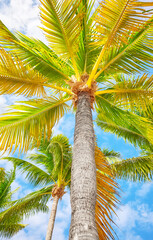 Coconut palm trees against the sky, bottom view, Yucatan Peninsula, Mexico.
