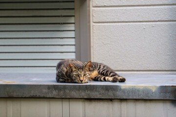 物置の上で寝そべるだらけた野良猫