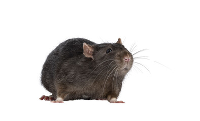 Cute dark brown pet rat, standing fside ways. Looking towards camera with beady eyes. Isolated cutout on a transparent background.