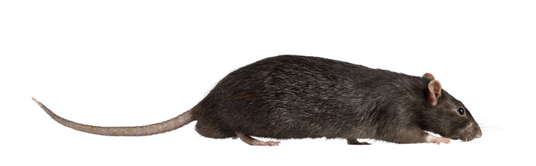 Cute dark brown pet rat, walking side ways. Looking ahead away from camera with beady eyes. Isolated cutout on a transparent background.