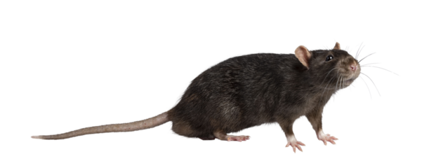 Cute dark brown pet rat, standing side ways. Looking towards camera with beady eyes. Isolated cutout on a transparent background.