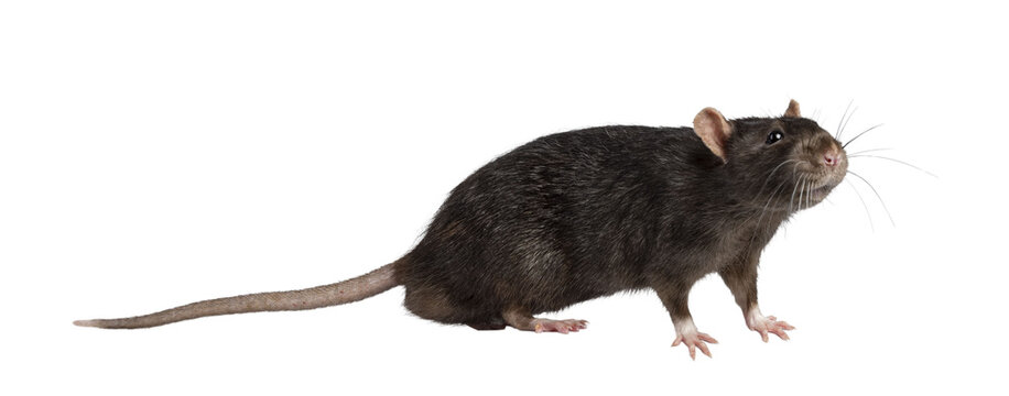 Cute dark brown pet rat, standing side ways. Looking towards camera with beady eyes. Isolated cutout on a transparent background.