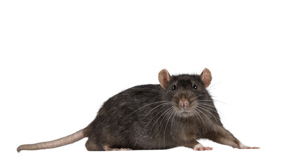Cute dark brown pet rat, standing side ways. Looking surprised straight into lens with beady eyes. Isolated cutout on a transparent background.