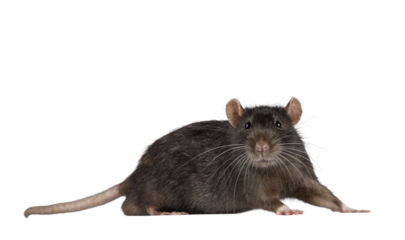 Cute dark brown pet rat, standing side ways. Looking surprised straight into lens with beady eyes. Isolated cutout on a transparent background.