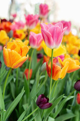 Field of tulip flowers in Gulhane park (Istanbul, Turkey) in springtime. Nature floral backgound. Orange, pink and butterscotch colour. Vertical, close up view