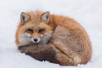 Fox and Snow