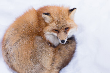 Fox and Snow