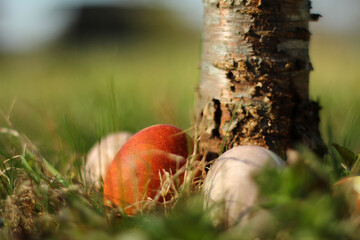 easter eggs outside in grass and sunshine