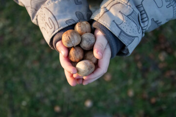 A child holds a bunch of nuts in his hands - hickory nut 