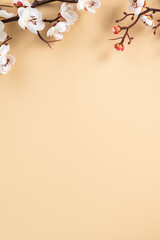 Chinese lunar new year background design concept with white plum flower and festive decoration.