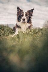 cane in posa in un bellissimo prato verde