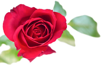 A single red rose for valentines day symbolising love and romance isolated against a transparent background.