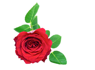 A single red rose for valentines day symbolising love and romance isolated against a transparent background.