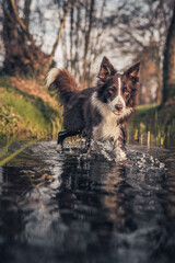cane bordercollie che gioca in un fiume