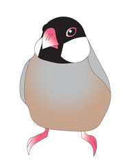 Graphic illustration of Java finch
