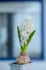 White hyacinth flower in a white pot against ablue window. Catalonia, Spain. Copy space