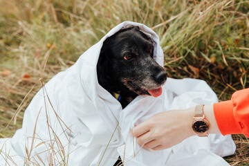 a girl puts glasses on a black cocker spaniel

 