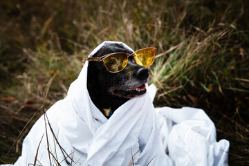 black cocker spaniel wearing dark glasses sitting on the grass 