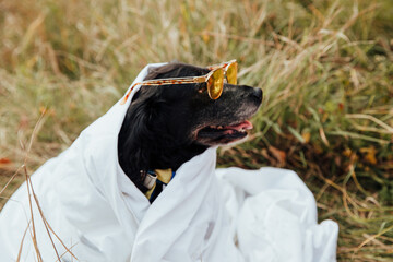 a black cocker spaniel in sunglasses sits wrapped in a blanket 