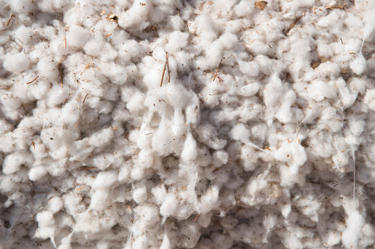 Detail of a cotton bale near Lubbock, Texas.