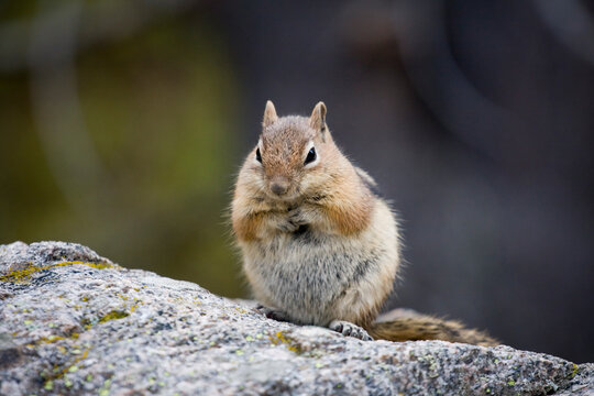 A golden-mantled ground squirrel (Spermophilus lateralis) in Rocky Mountain National Park, Colorado.