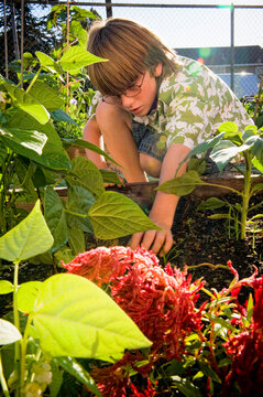 A young boy tends the 6th grade organic garden at his school.