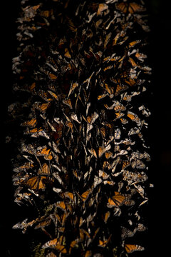 Monarch butterflies (Danaus plexippus) perch in Cerro Pelon Sanctuary for monarch butterflies near Capulin village in Mexico State, Mexico
