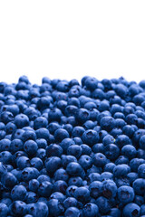 Fresh blueberry background. Texture blueberry berries close up.