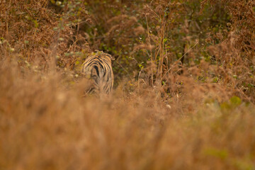 wild bengal tiger or panthera tigris tigris back profile or view vanished in grass at panna national park forest or tiger reserve madhya pradesh india asia
