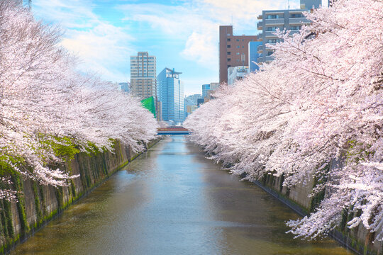 Cherry Blossoms along Meguro River