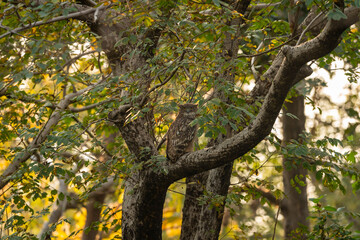 Brown fish owl or Bubo zeylonensis or Ketupa zeylonensis with eye contact perched on teak tree in safari at panna national park tiger reserve madhya pradesh india asia