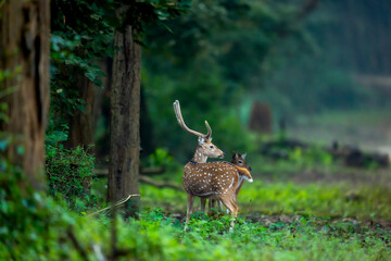 big antler male spotted deer or chital or axis deer or axis axis in wild natural green scenic...