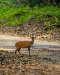 side profile of barking deer muntjac or Indian muntjac or red muntjac or Muntiacus muntjak an antler during outdoor jungle wildlife safari at dhikala forest jim corbett national park uttarakhand india