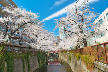 Cherry Blossoms along Meguro River