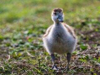 Egyptian Goose Gosling