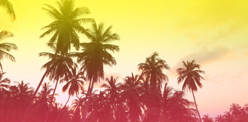 Fototapeta na wymiar The banner of Summer colorful theme with palm trees background as texture frame background
