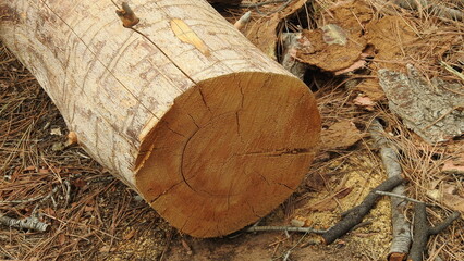Tronco