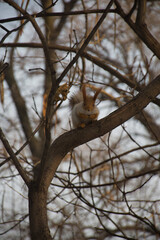 A squirrel folds its paws and sits on a tree branch in a city park