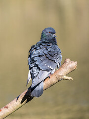 Pigeon Perched on a Branch in Water