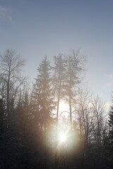 Obraz na płótnie Canvas winter sunny forest background blur forest bokeh. winter wallpaper, greeting card.